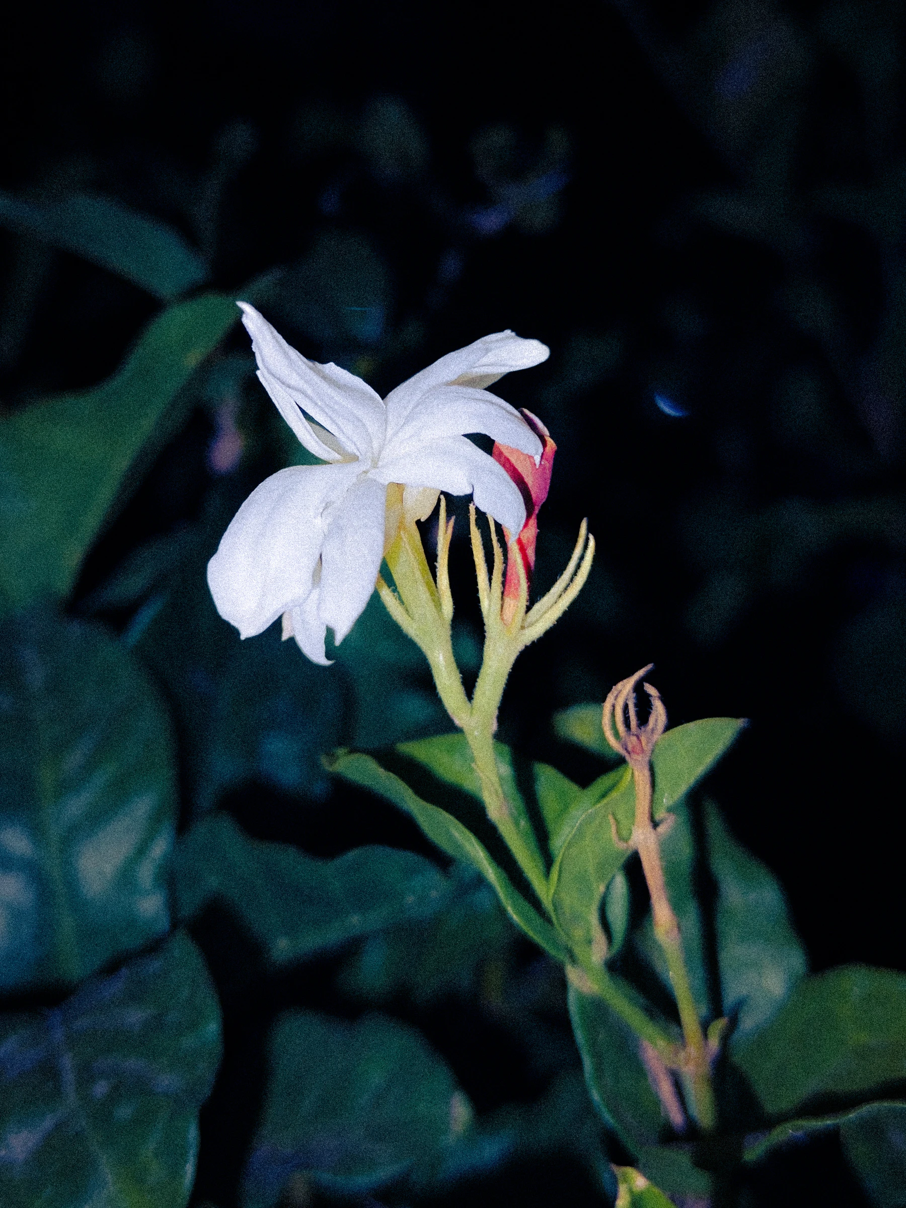 Photograph from the Botanicals collection